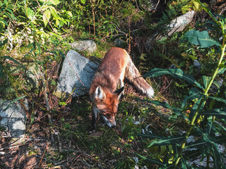 red fox in forest