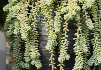 Rectangular arrangement of succulents; cactus succulents in a planter