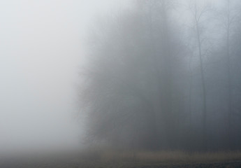 fog in forest