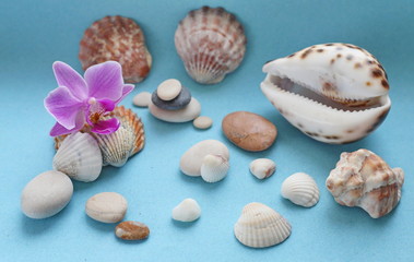 Pink, purple orchid on the background of shells and stones. Blue background