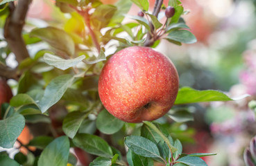 Red apples on apple tree branch