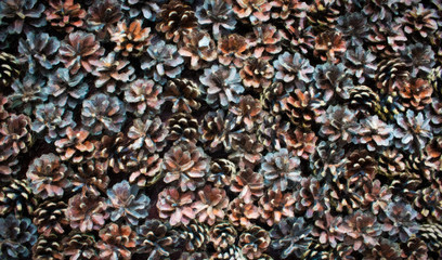 Abstract cone background. Pine tree cones.Brown nature background.