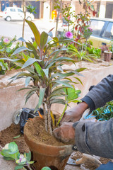 Gardener planting flowers in the garden