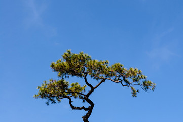 Bonsai shaped pine tree against blue sky under afternoon sun at Phu Kradueng, Loei - Thailand