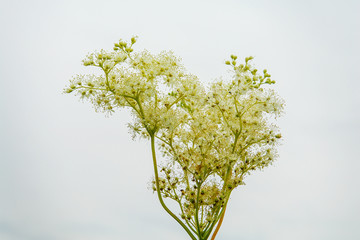 White meadow flower yarrow on natural background. Selective focus