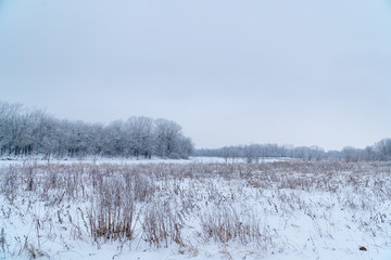 Winter landscape. A snow field in front of a forest