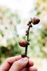 Dried Acorns of oak tree on its branch with green forest background