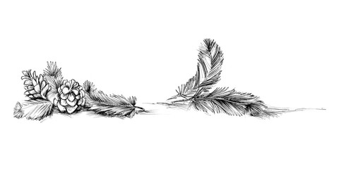 Tannenzweige und Zapfen