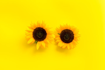 Naklejka premium Sunflowers - two flowers - on yellow background top-down