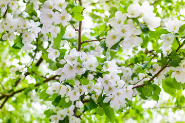 Apple tree branches, white blooming flowers closeup, fresh green leaves blurred background, beautiful spring cherry blossom, sakura flowers in bloom, summer nature, springtime flowering orchard garden