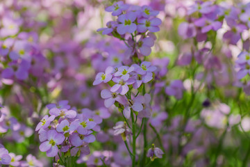 close up of smal violet blooming flowers in a sunndy day. Blossoming meadow