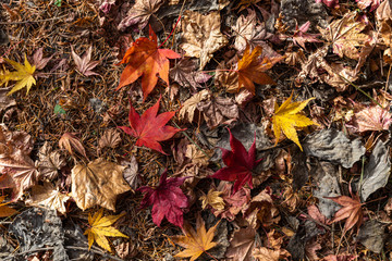 Red maple leaf fall on ground during autumn in Karuizawa, Japan