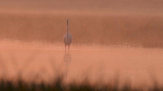 Great egret fishing at sunrise in wetland 