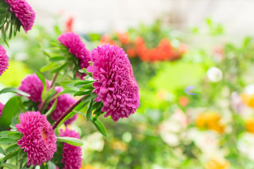 Autumn pink aster on green bokeh background. Greeting card with copy space.