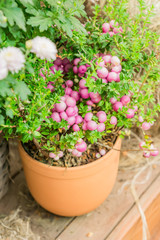 Pernettya mucronata evergreen shrub with pink berries. Autumn plant in clay flower pot