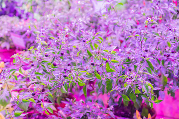 Fototapeta premium Growing vegetables under LED grow light.