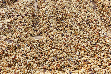 Close up of coffee beans for background                               