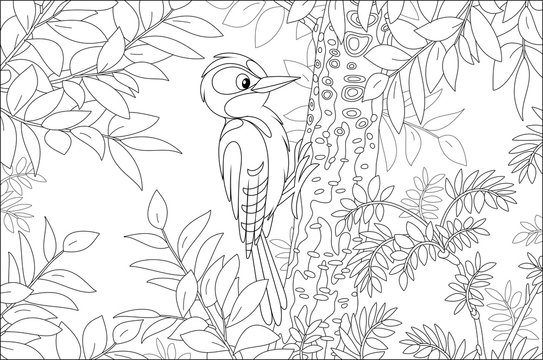 Funny woodpecker climbing on a tree and drumming a trunk to find insects for dinner in a summer forest, black and white vector cartoon illustration for a coloring book page