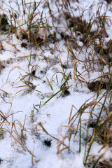 grass covered with snow