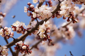 A branch of blooming apricots with bees collecting pollen. Against the background of blue sky.
