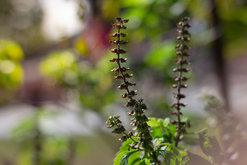 Dried flowers basil, dried basil seeds for seed use in breeding