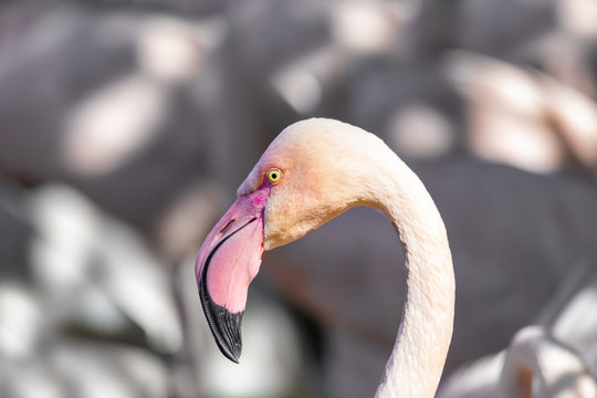 Beautiful pink American Flamingos in water Phoenicopterus Roseus with shallow focus