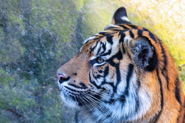 Fototapeta na wymiar Sumatran tiger (Panthera tigris sumatrae), rare tiger subspecies that inhabits the Indonesian island of Sumatra