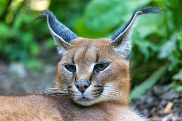 beutiful cat, Caracal (Caracal caracal) close up of the head against a blurred natural background, wildlife