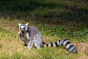 cute and playful ring-tailed lemur feeding on ground, Lemur catta.