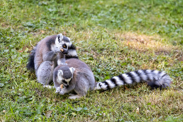 cute and playful ring-tailed lemur feeding on ground, Lemur catta.