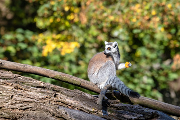 cute and playful ring-tailed lemur feeding on ground, Lemur catta.