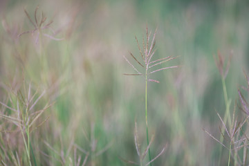 Close up grass flowers for the background image.