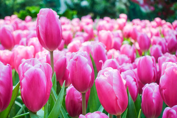 Tulip flowers in summer at garden