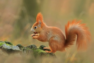 Art view on wild nature. Cute red squirrel with long pointed ears in autumn scene . Wildlife in october forest. . Sciurus vulgaris