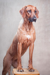 Trained dog of the breed Rhodesian Ridgeback stands with front paws on a stool.