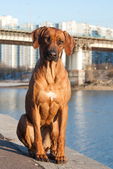 Rhodesian ridgeback dog, sitting on the embankment by the river