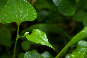 森の小道の足元の風景