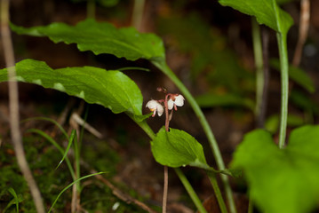 森の隅にひっそり咲くイチヤクソウの仲間
