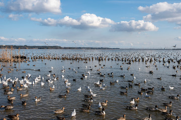 Fototapeta premium Swan