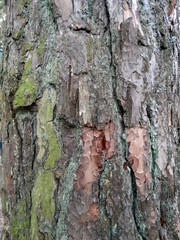 trunks of pines with colorful lichen and moss