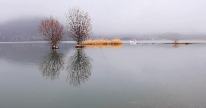 Trees growing in a lake in frosty weather.