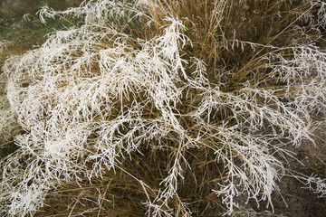 Frost on a plants