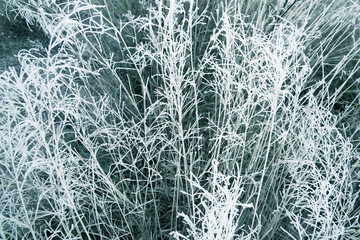 Frost on a plants