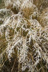 Frost on a plants