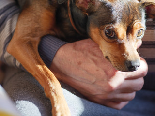 Aged man playing with his dog.