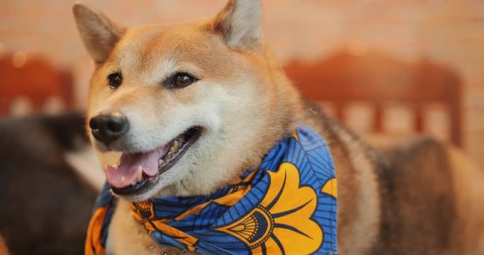 Close-up portrait of adorable dog shiba inu. Animals and nature concept.
