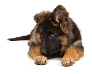 German shepherd puppy isolated on white background