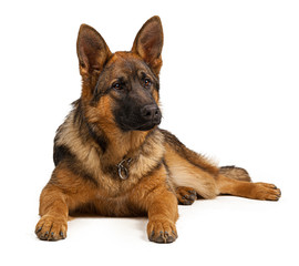 Portrait of a german shepherd dog isolated on white background