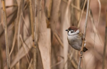 Feldsperling (Passer montanus) im Schilfg&uuml;rtel im Schlosspark Charlottenburg in Berlin 