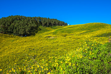 Yellow flower (Tree marigold) field with bright sky.